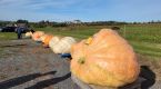 It's the Atlantic Canadian giant pumpkin growers, Charlie Brown