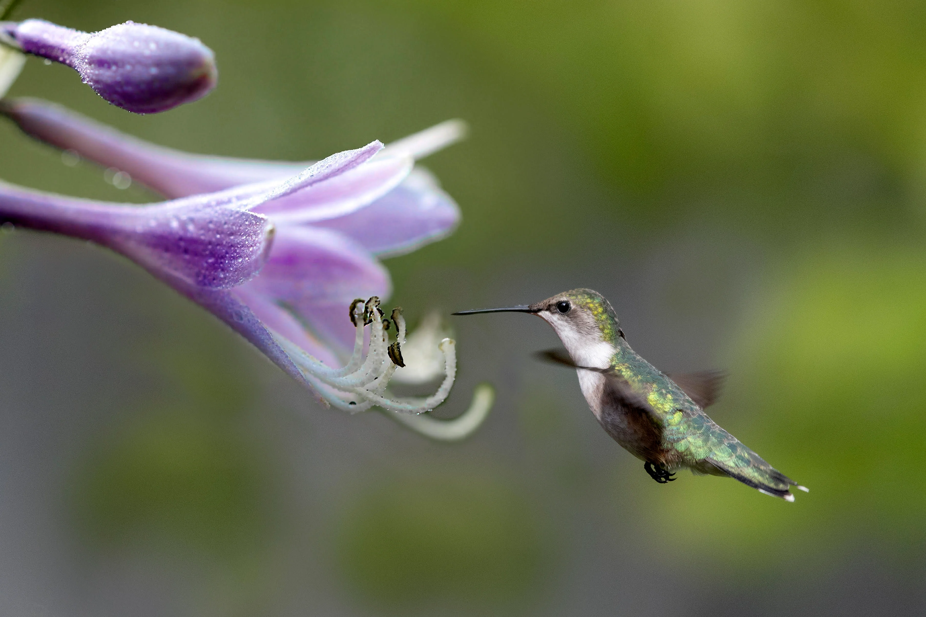 hummingbird - jayne 3