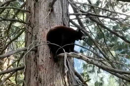  'Wildlife is having a ball' without tourists in California's Yosemite