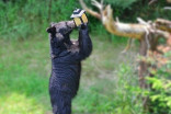 These bear-safety tips could save you hundreds of dollars