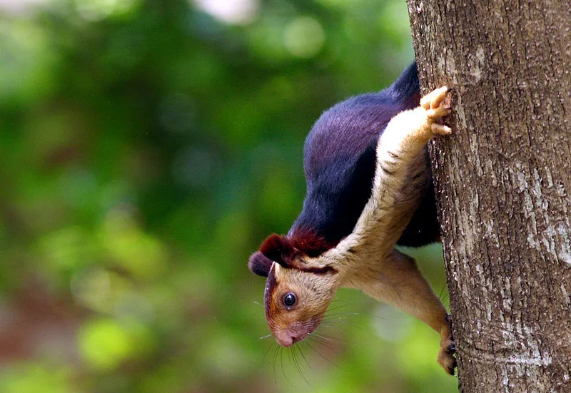 Rainbow-coloured squirrels take over the Internet