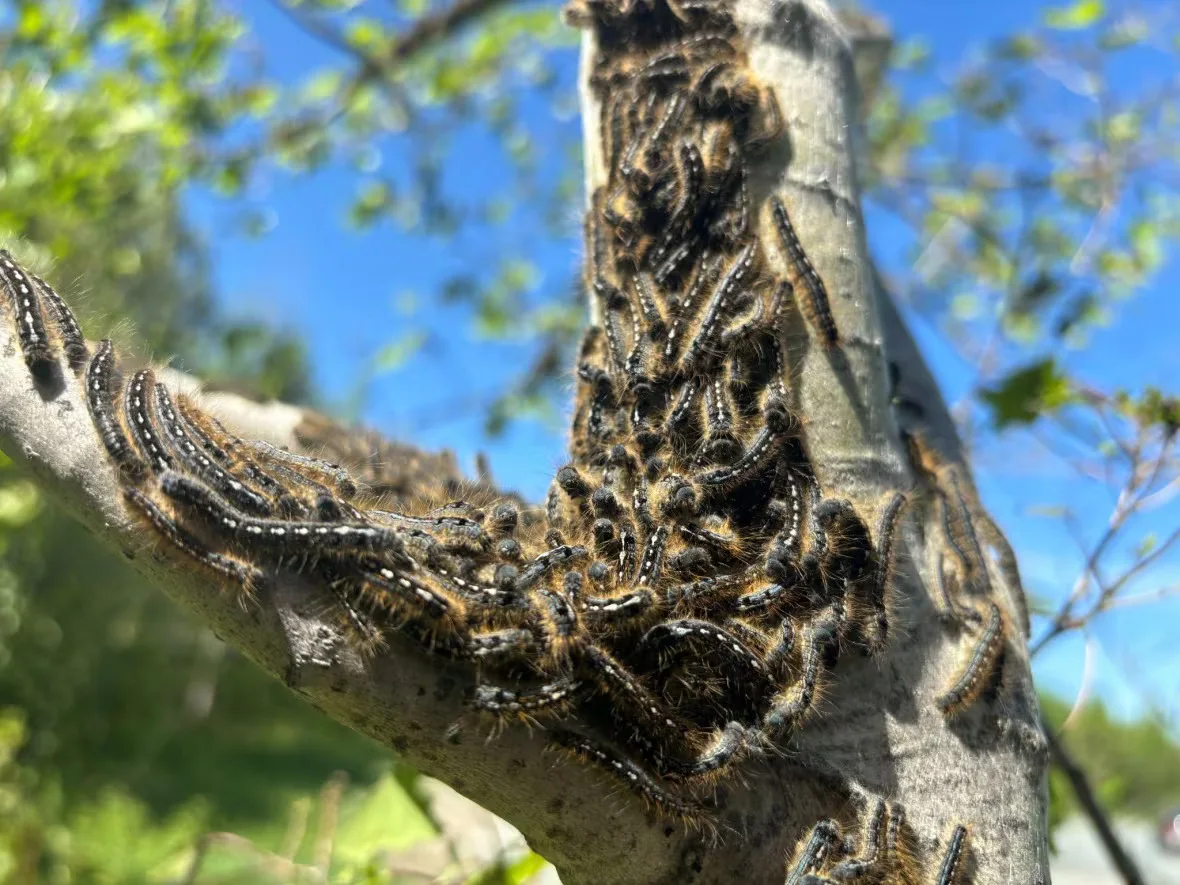 CBC: quebec-caterpillars-tree (Submitted by Ministère des Ressources naturelles et des Forêts)