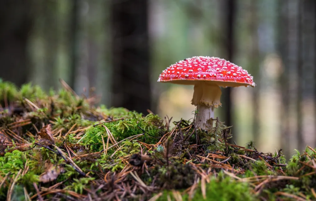 Toxic or not? Mushroom foraging 101