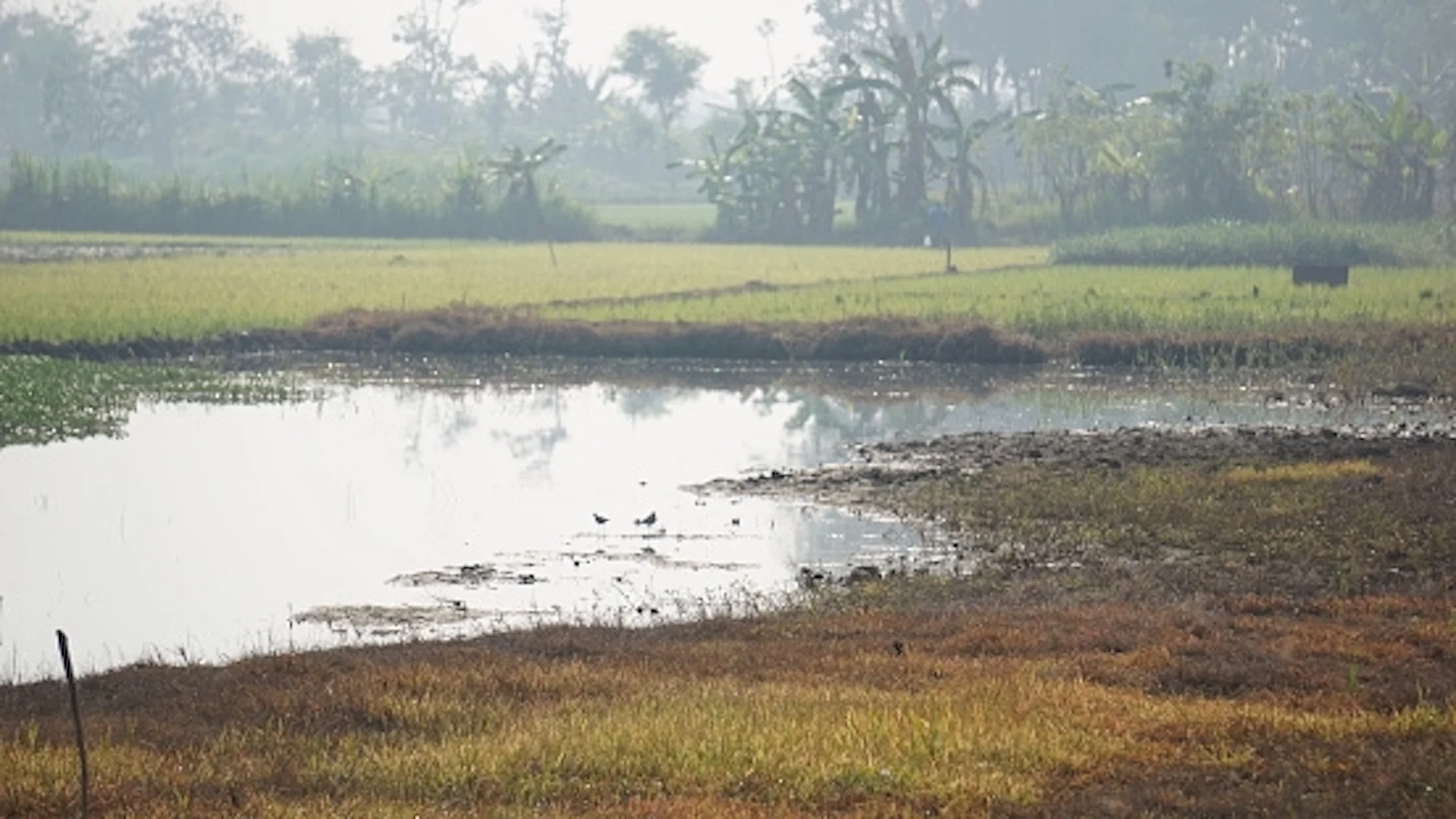 Peatlands/Getty Images/Taufan Kharis/1788933366-170667a