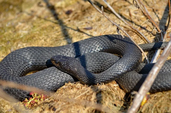 GETTY IMAGES - Melanistic snake