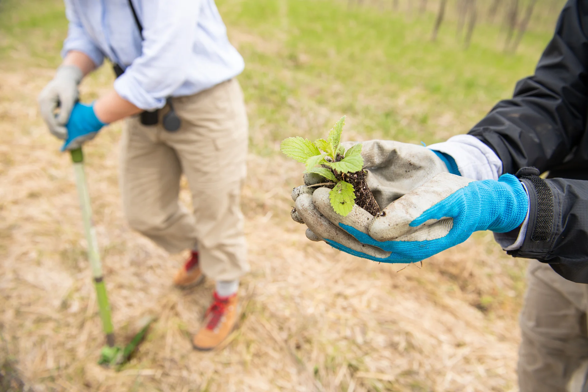 Planter des arbres contre le réchauffement… mais pas n’importe comment