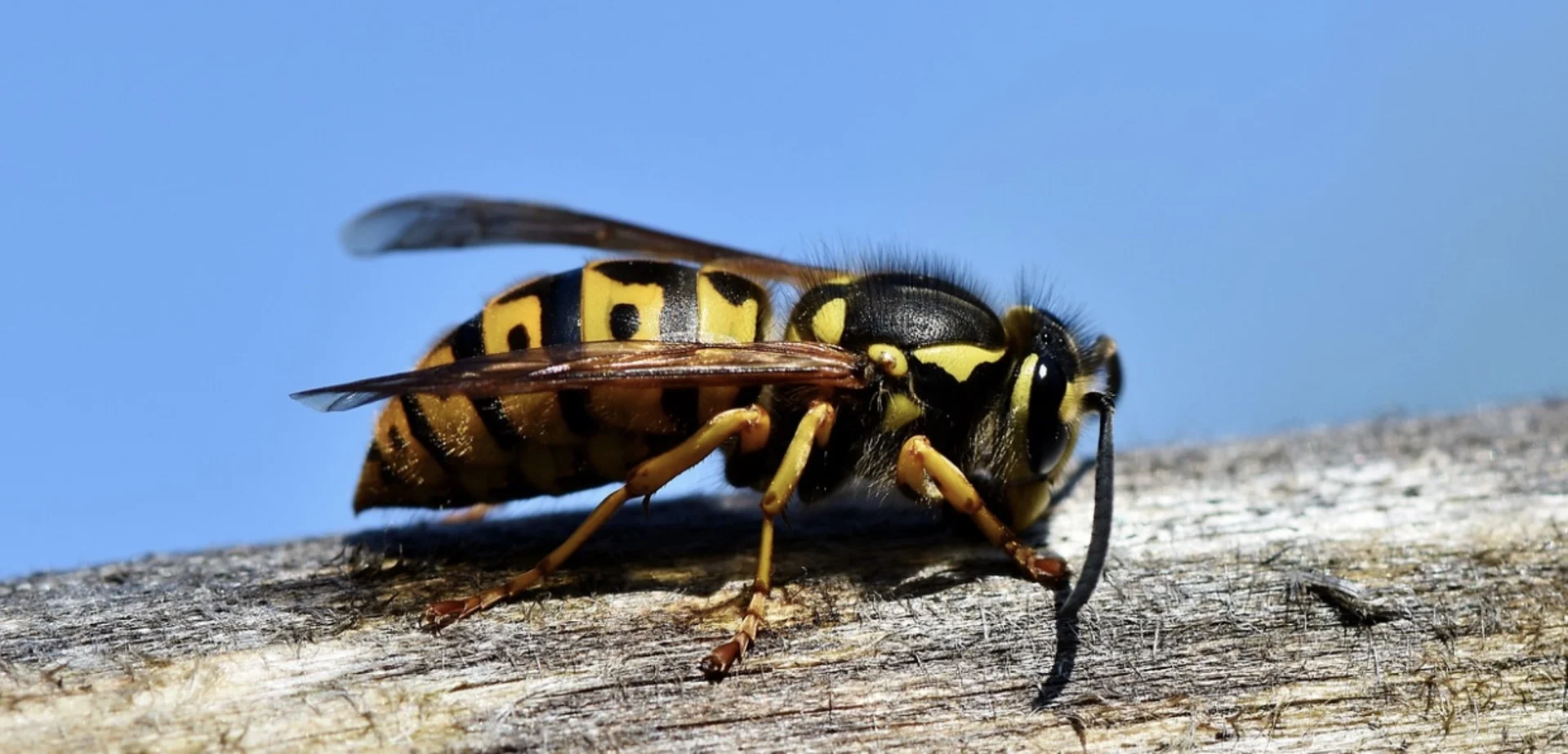 Colder weather has arrived...so when do the pesky wasps leave?