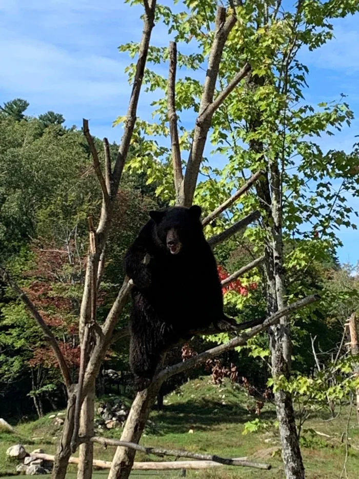 Un drôle d'ours