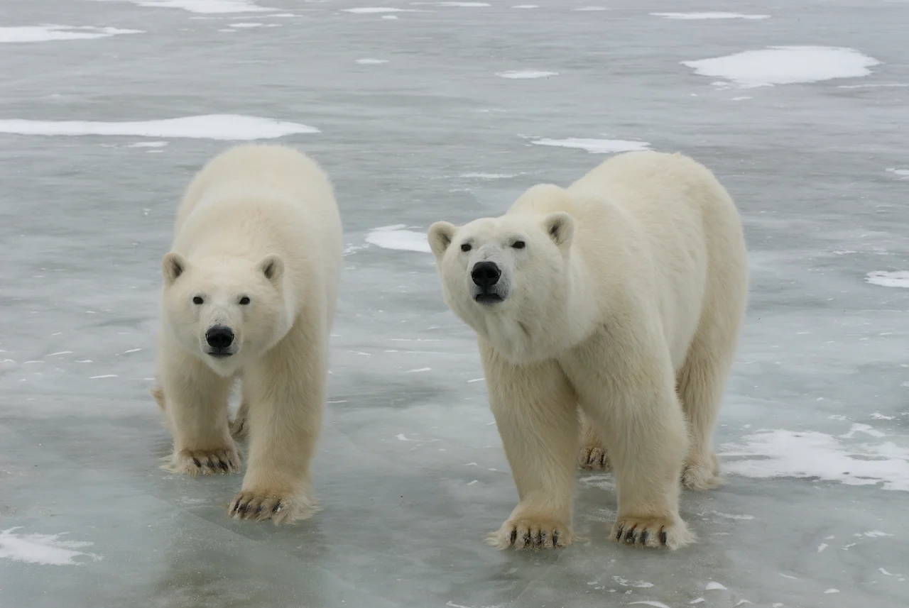 Polar Bears/B.J. Kirschhoffer/Polar Bear International