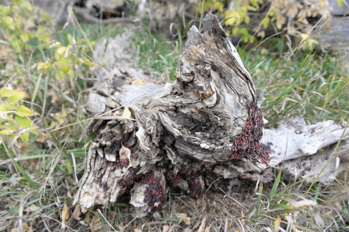 CBC: Box elder bugs are known to pile together for a group sunning session, that can be a good time to deal with the annoying insect. (Helen Pike/CBC)
