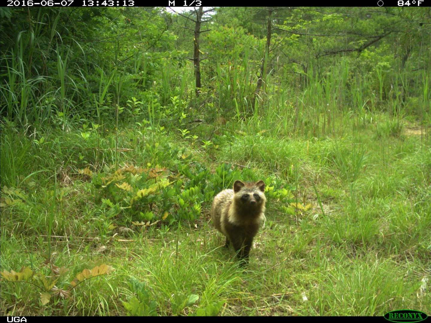 Eurekalert - raccoon dog