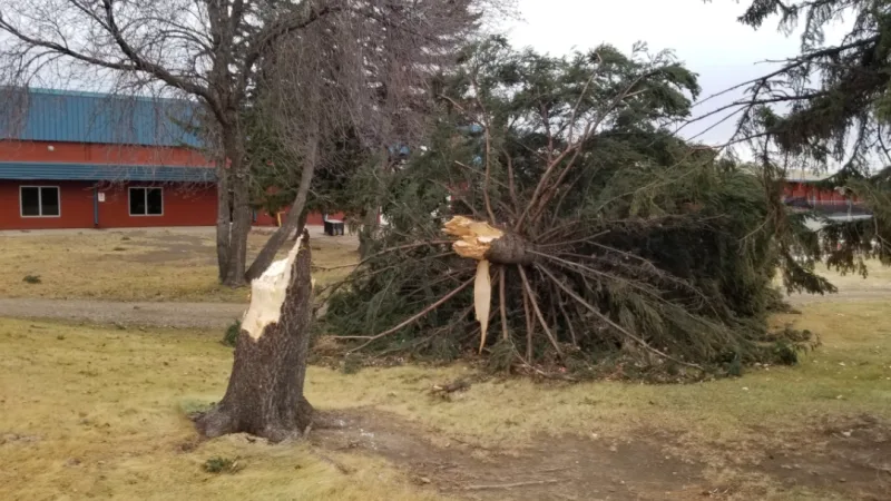 Powerful winds bring down trees, fuel blizzard conditions, dangerous travel