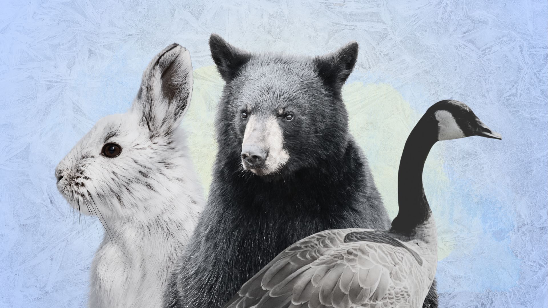 Here's how animals survive the coldest and darkest months - The Weather ...