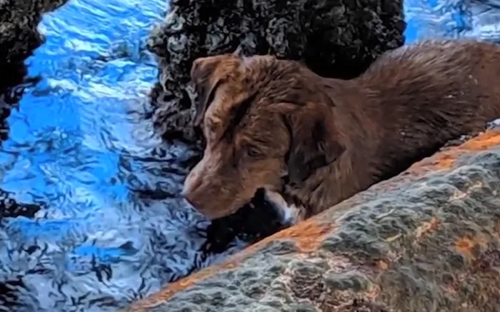 Dog rescued 220 km from shore in the middle of the ocean
