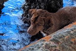 Dog rescued 220 km from shore in the middle of the ocean
