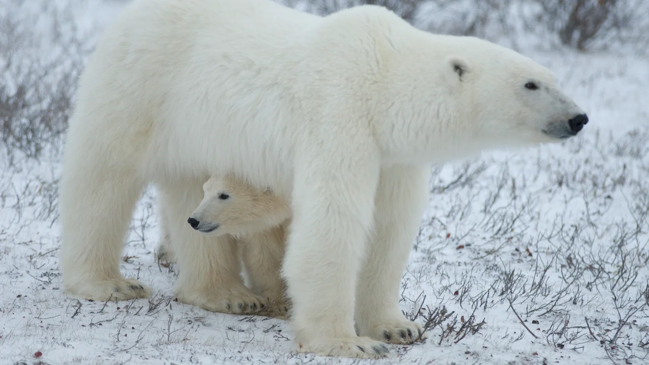 Polar bears/BJ-Kirschhoffer/Polar Bears International/Submitted to The Weather Network