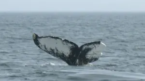 Unusually early whale sightings off of Canada's East Coast