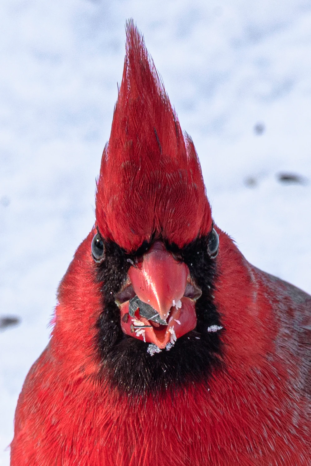 35347536_UGC_Chris Belec - Wellan, Ontario - cardinal