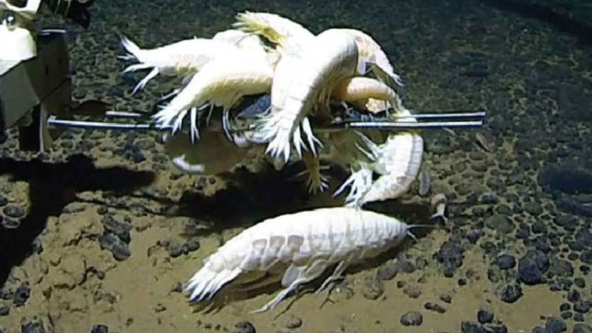 WIKIPEDIA - supergiant crustaceans