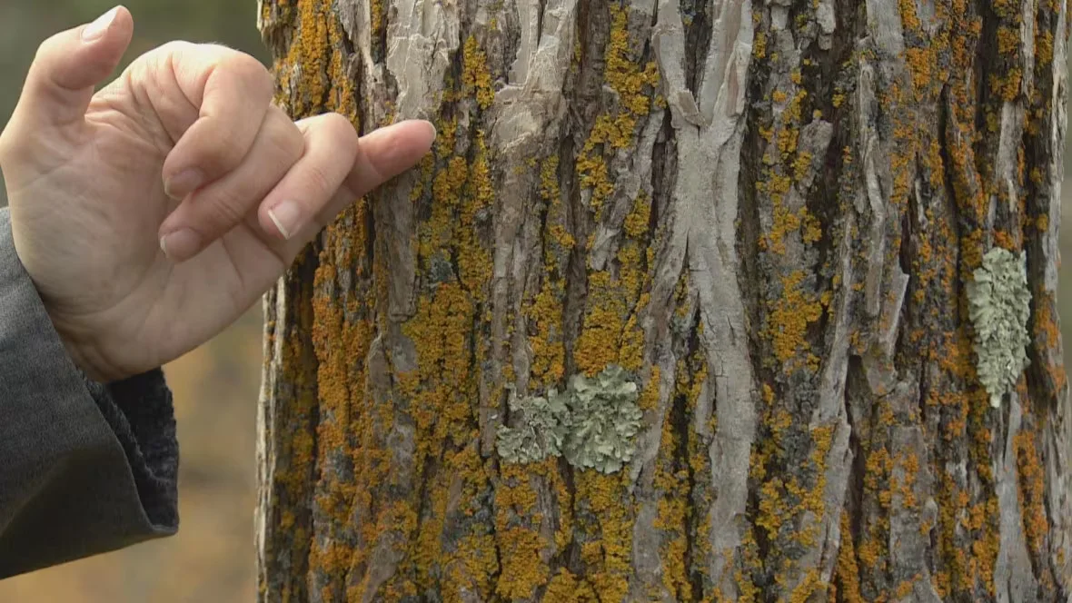 CBC: Lichens growing on a tree in Edmonton (Peter Evans/CBC)