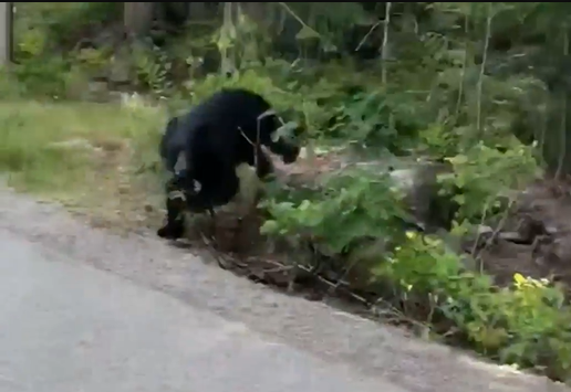 Bear begins to chase tourist while she takes a selfie in B.C.