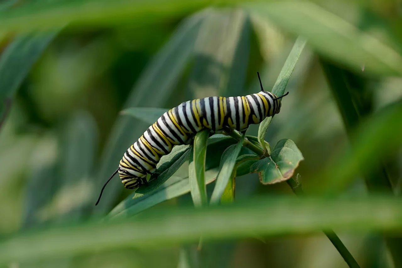default (1)/Bryce Hoye/CBC