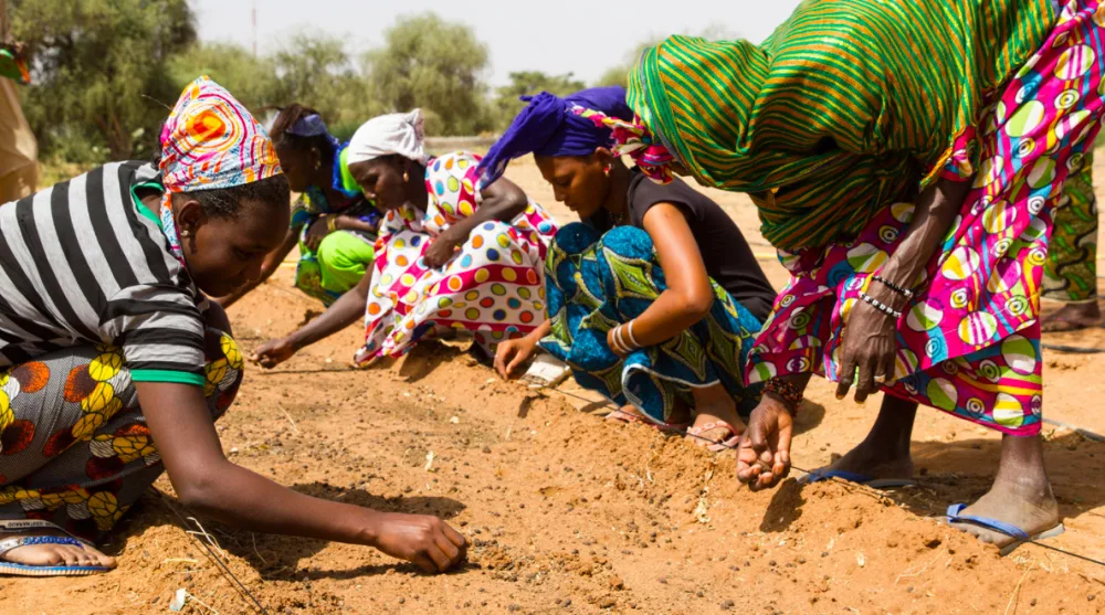 Women planting seeds that will one day be part of the Great Green Wall. (Great Green Wall)