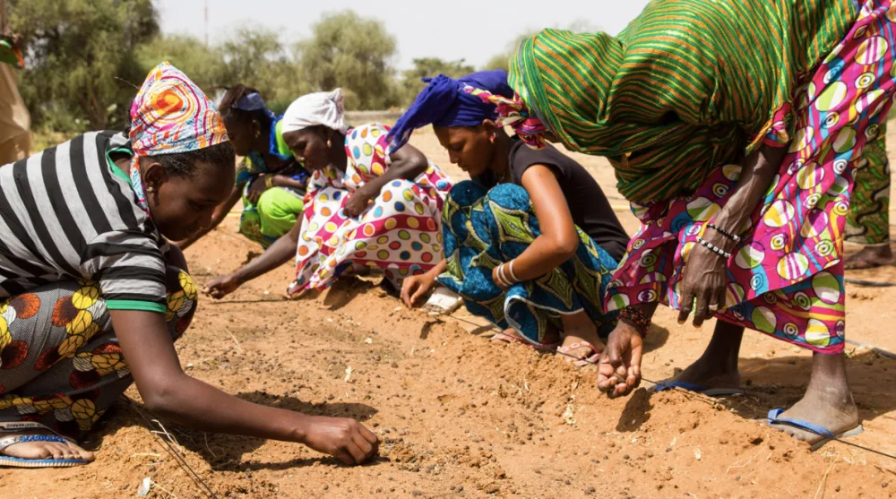 Women planting seeds that will one day be part of the Great Green Wall. (Great Green Wall)