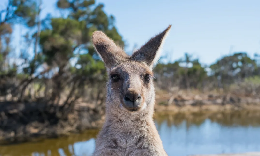 pexels - kangaroo - ethan brooke