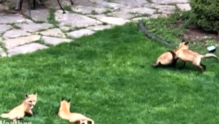 Family of foxes playing resembles a scene from a fairy tale