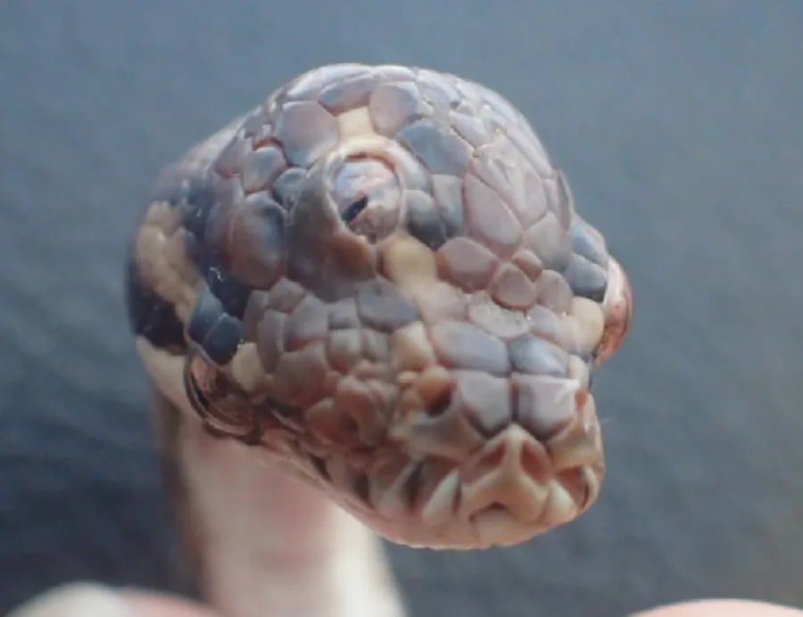 Terrifiant : un serpent à trois yeux a été découvert!
