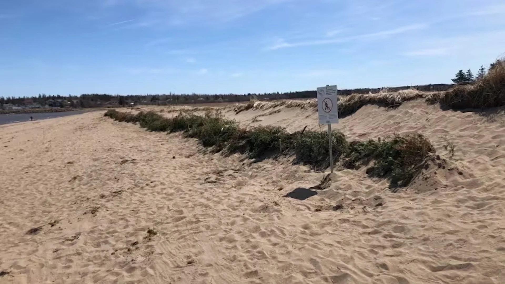 Beach lovers use Christmas trees to repair dunes damaged by major storms