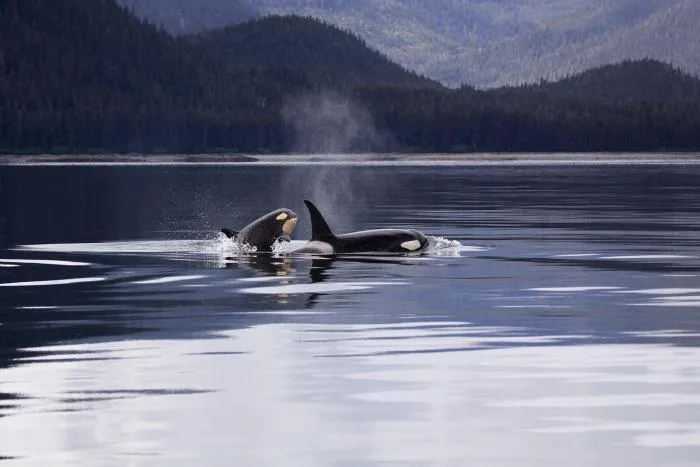 Toilet paper chemicals found in endangered killer whales