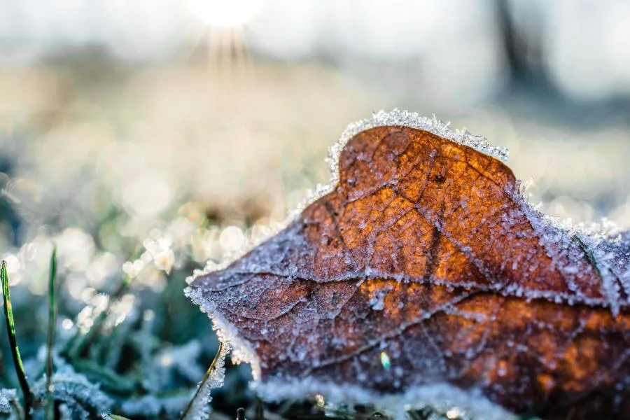 Voici les premiers signes de l'hiver