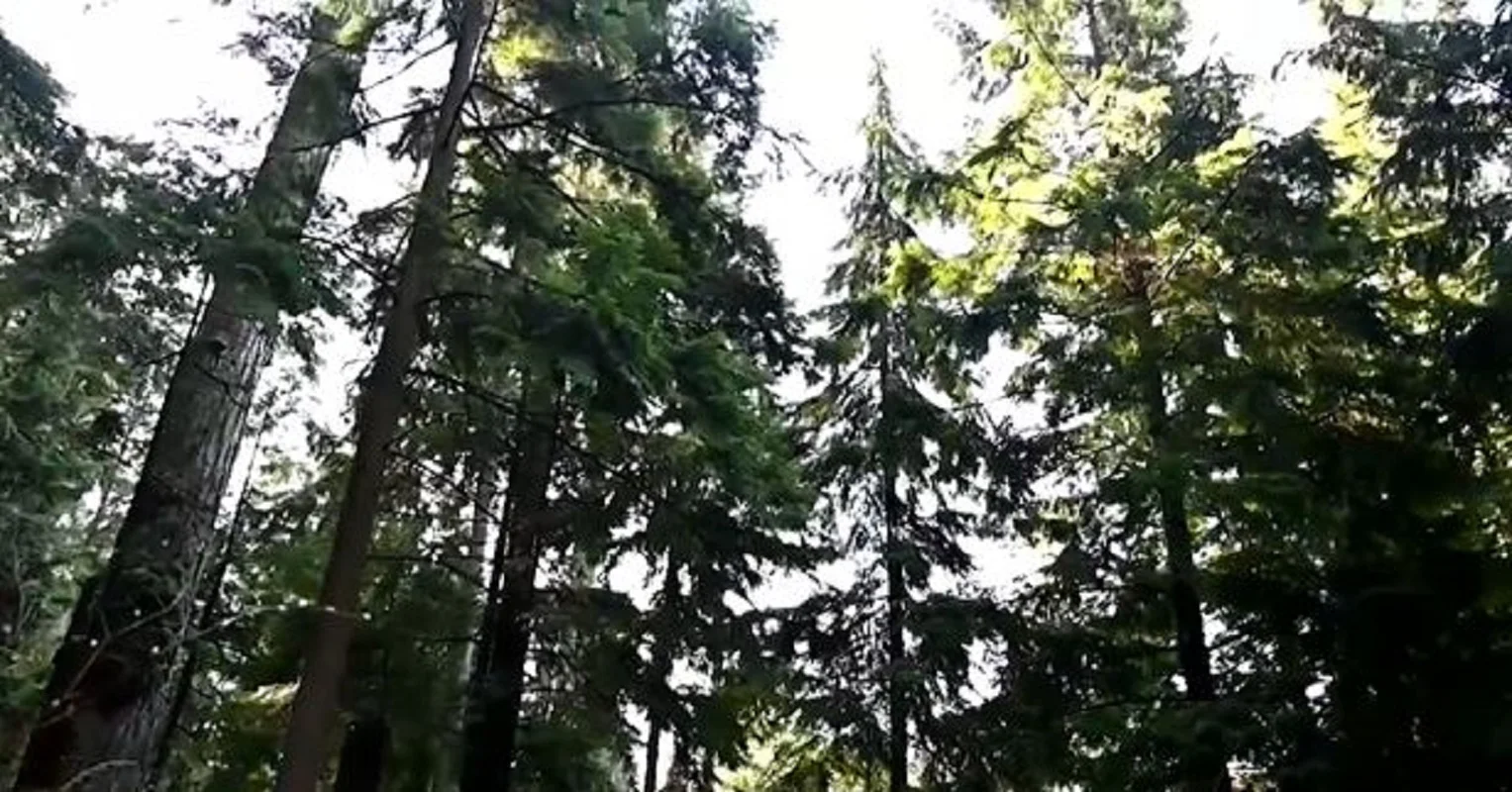 'Talking trees' come alive in B.C.'s Stanley Park