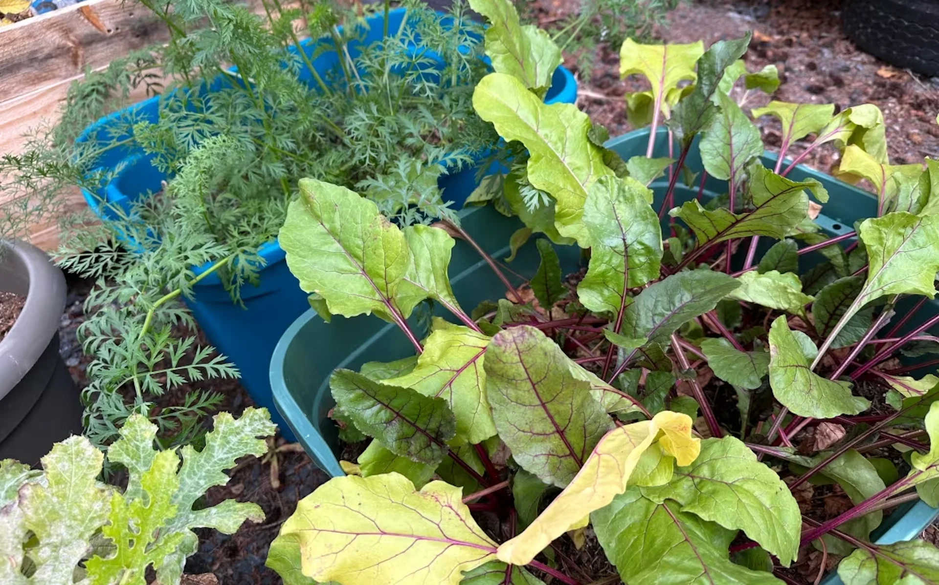 Fruit flies and bumper crops: Here's what some Yellowknifers have come home to
