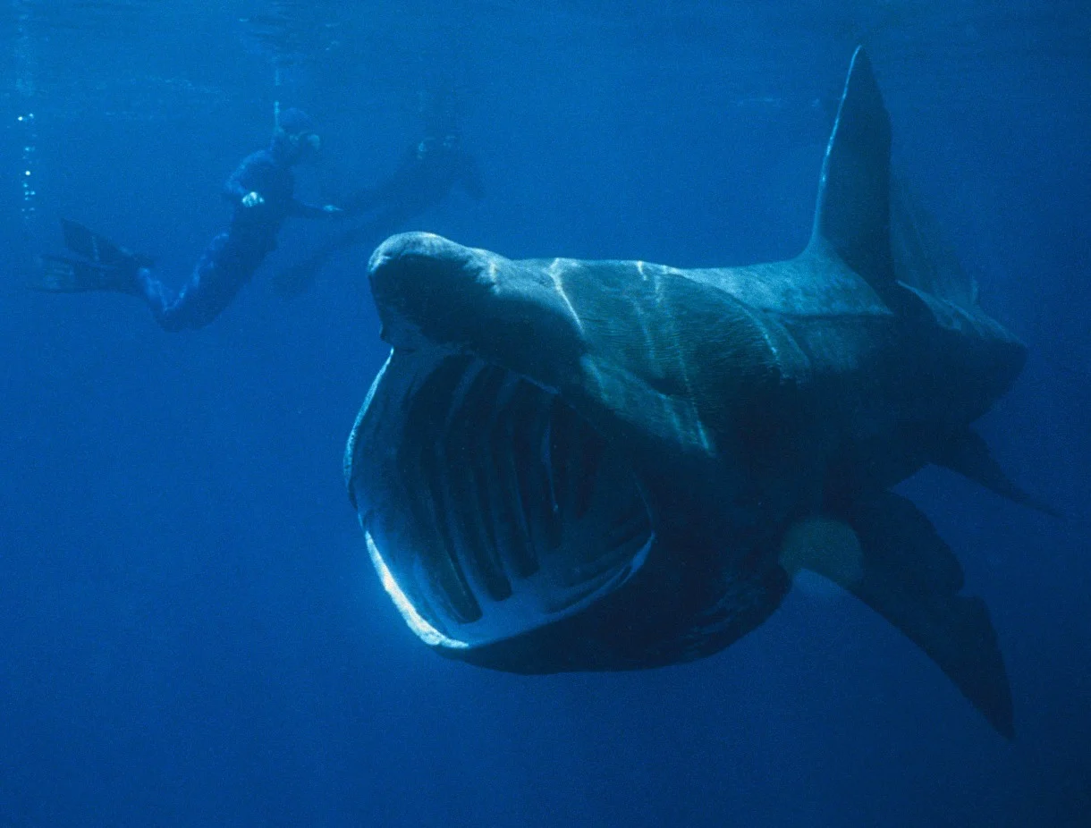 Basking shark Chris Gotschalk Wikimedia