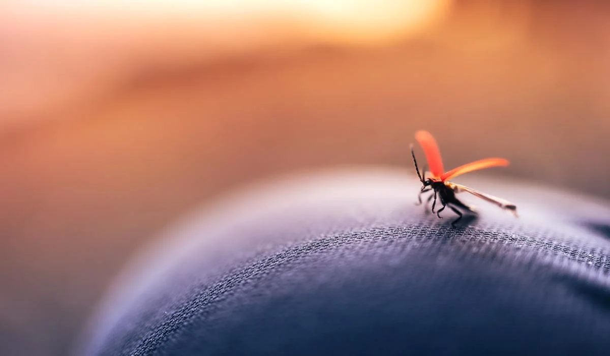 Les pires insectes de l'été : voici comment les éviter