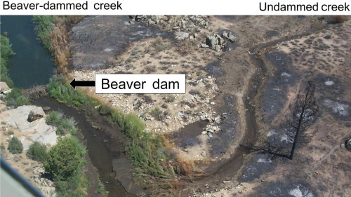The beaver dam located on the left in the above photo helped stem the damage from a wildfire in California. (esajournals.onlinelibrary.wiley.com)