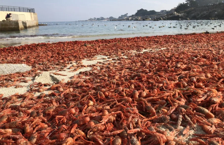 EUREKALERT - red crabs