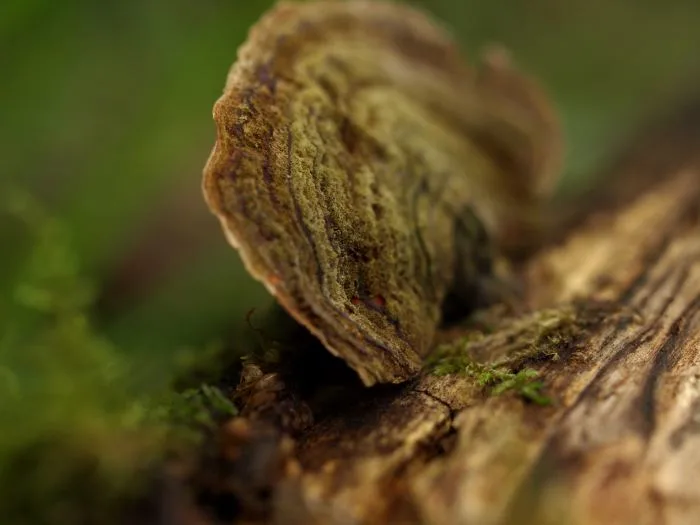 Fabriquer un habitat martien avec des champignons