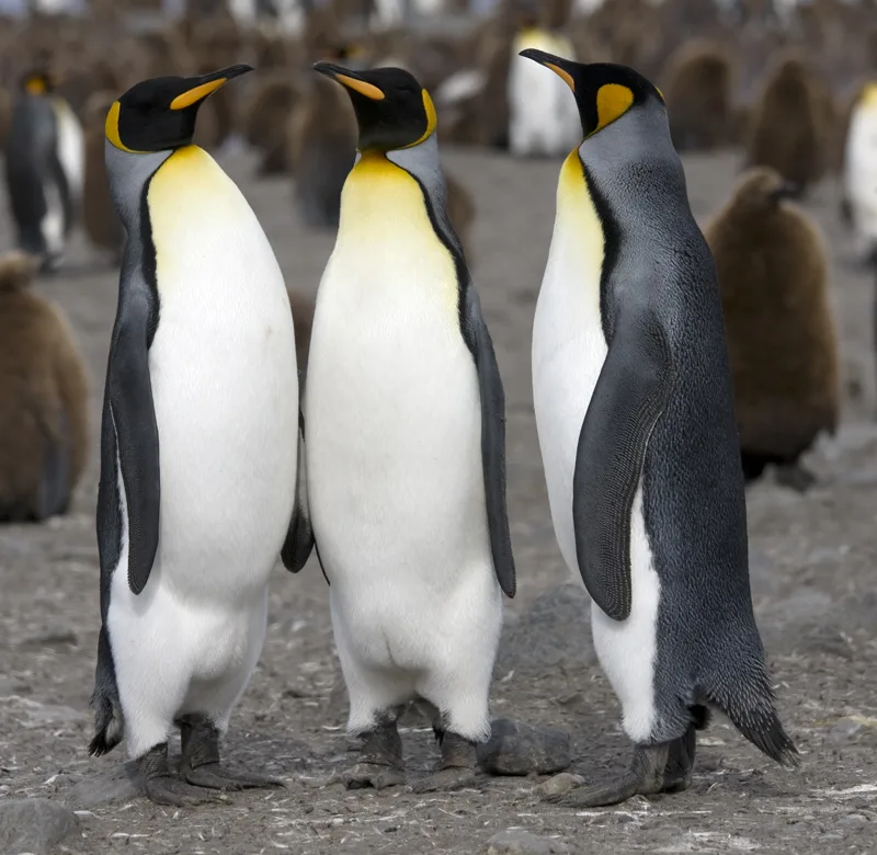 Calgary Zoo Penguin Walk cancelled because it's too cold
