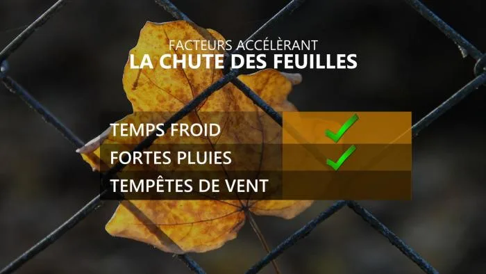 Chute des feuilles