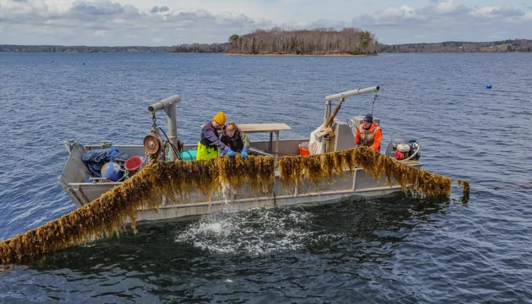 CBC: A pilot project for kelp farming is underway in Mahone Bay, N.S. A new report suggests the industry could be worth nearly $40 million in Nova Scotia in three to five years. (Ecology Action Centre)
