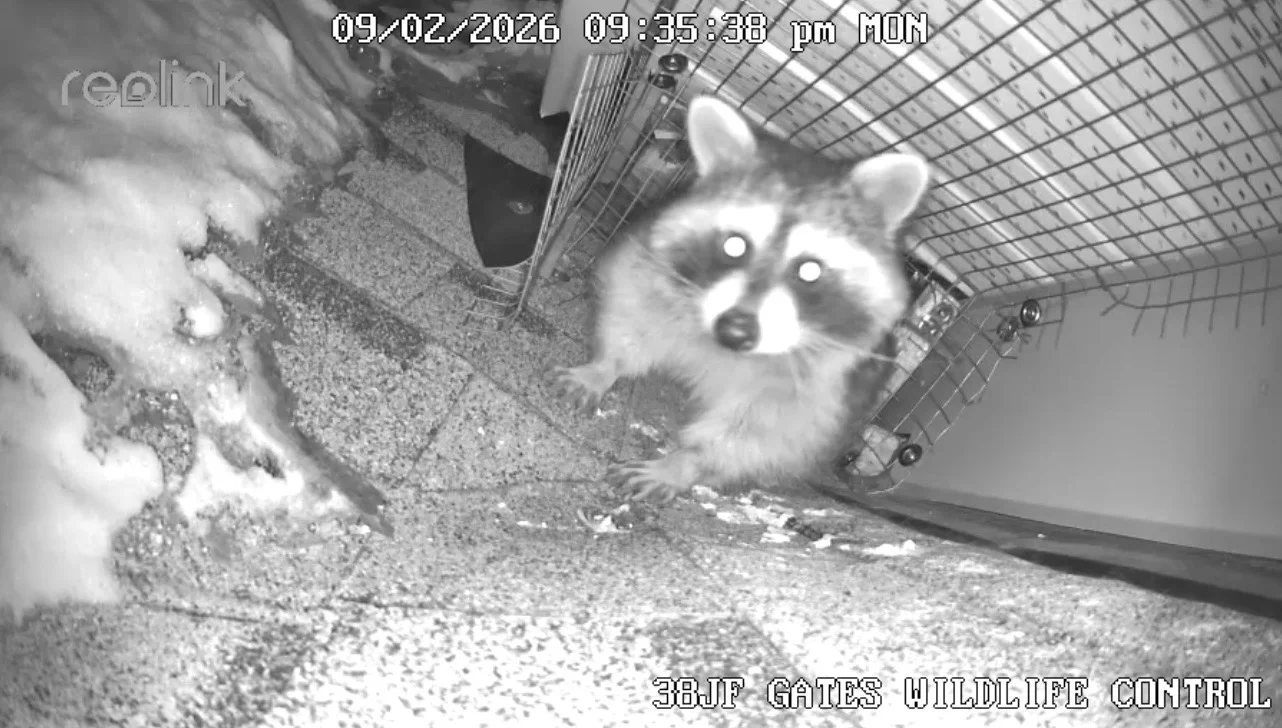 Gates Wildlife Control Raccoon Surveillance Camera