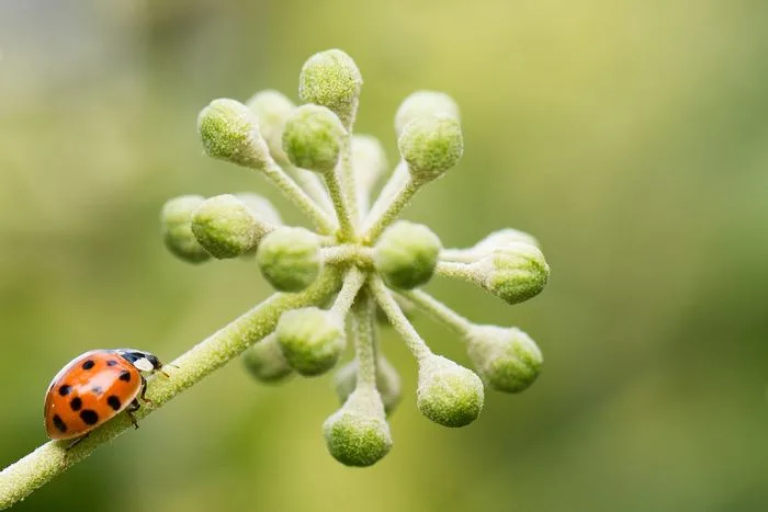 Est-ce que le (vrai) printemps va finalement s'installer ?