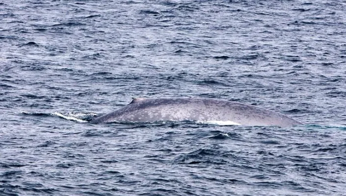 World's largest animal spotted near B.C. coast 