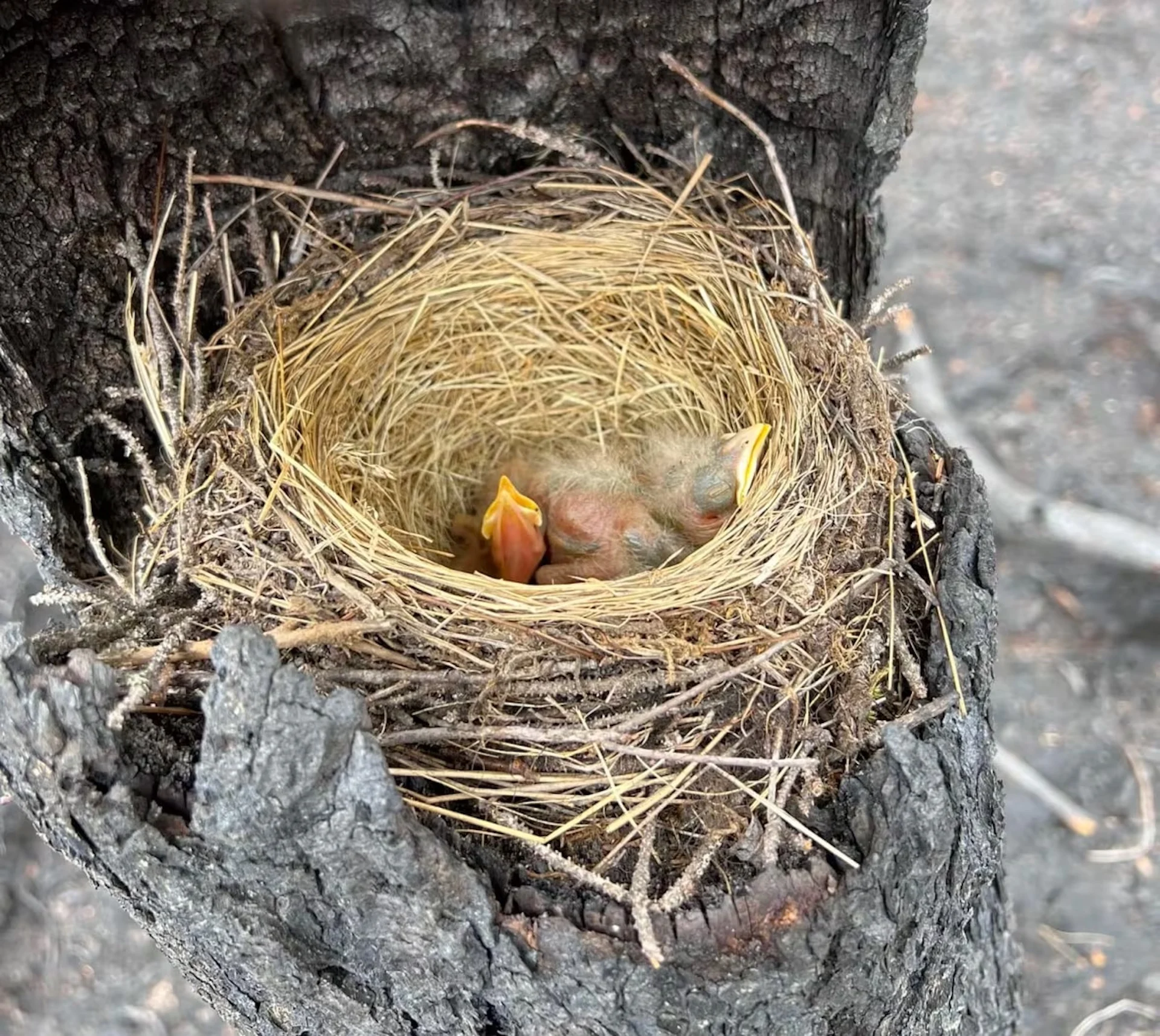 A trio of robin's eggs provides a symbol of hope after wildfires in N.L.