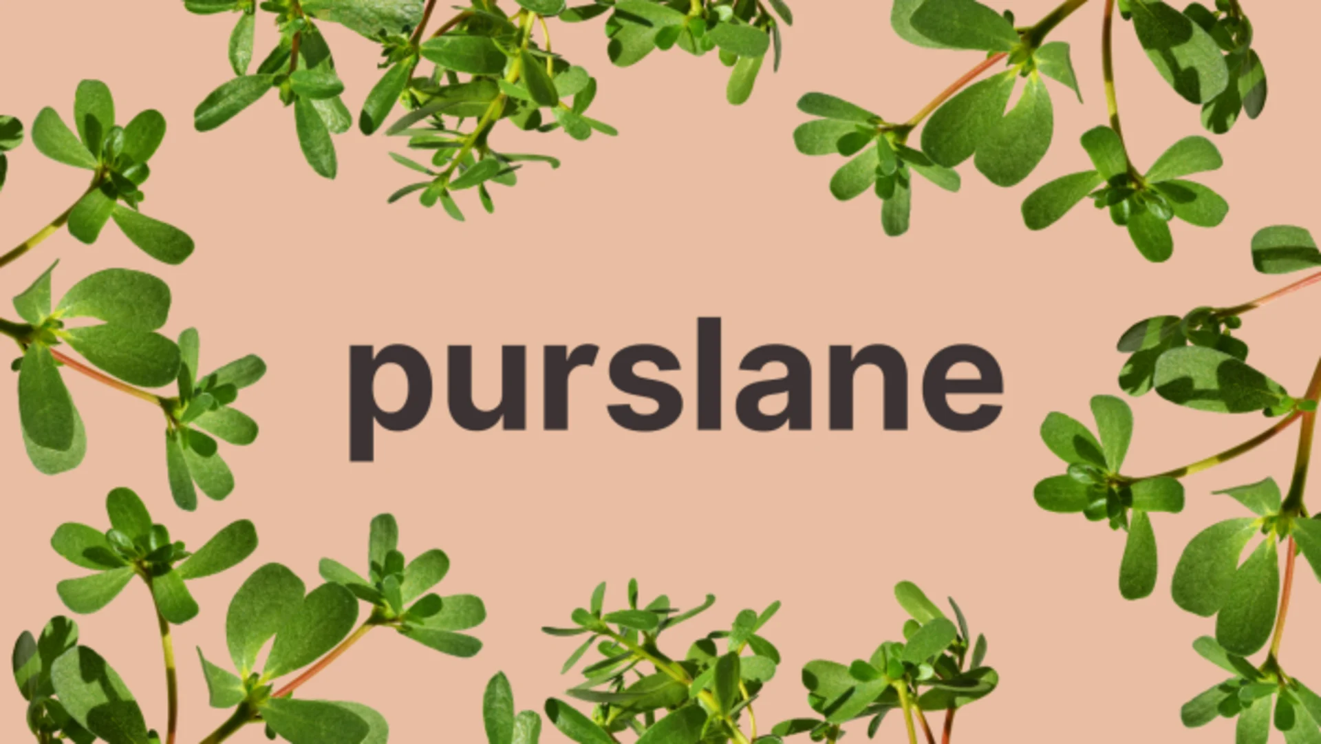 Purslane: An unassuming weed that is loaded with nutrients