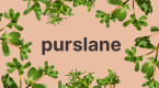 Purslane: An unassuming weed that is loaded with nutrients